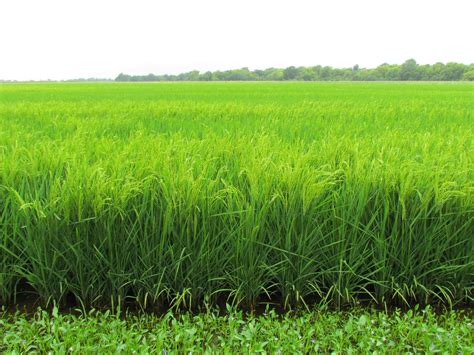 Rice Field Rice Field In The Mississippi Delta Jsteebyphd Flickr