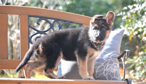 Heritage Hills Ranch German Shepherd Puppies For Sale In