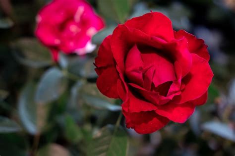 Premium Photo Red Rose The Symbol Of Love And Valentine