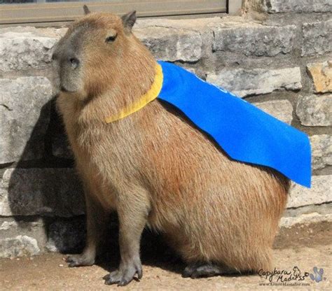 capybara animal costume