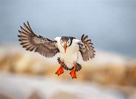 The 4 Best Ways To See Puffins In Maine Birds And Blooms