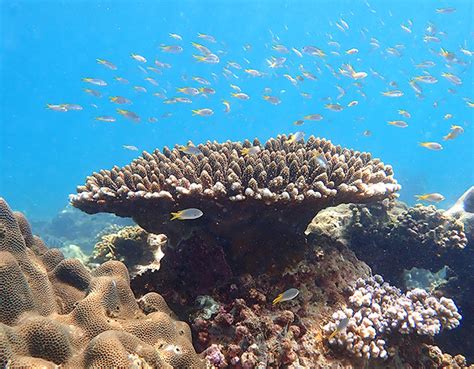 Scientists To Explore Why Some Corals Can ‘take The Heat Of Warmer