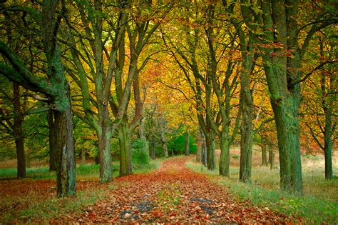 Photo Leaf Autumn Avenue Nature Trees Seasons