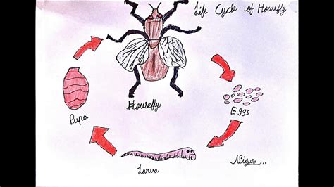 Life Cycle Of Housefly Drawing Simple Steps To Draw Life Cycle Of