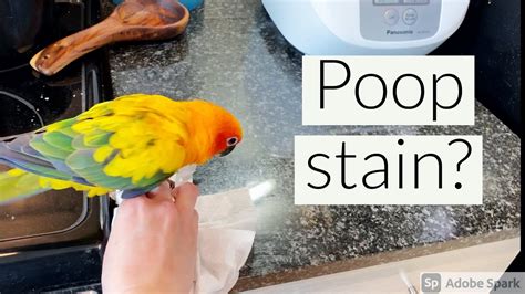 How To Safely Clean Your Birds Poop Stains Off Anything Youtube