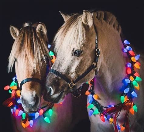 25 Best Christmas Horse Christmas Horses Horses Christmas Animals