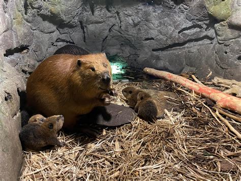 Mn Zoo Welcomes 6 Beaver Kits Apple Valley Mn Patch