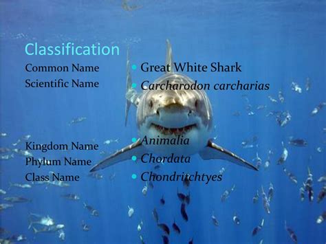 Ppt Great White Shark Powerpoint Presentation Free Download Id5359752