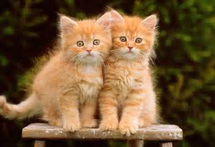 Twin Little Orange And White Kittens Tabby Kitten Orange
