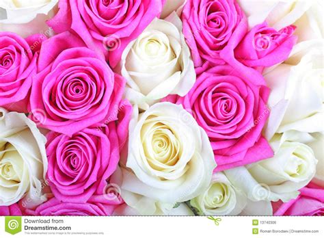 White Pink Rose Flower Love Wedding Romance Valentine T Romantic
