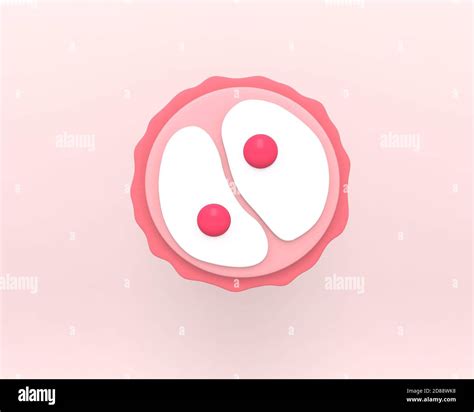 Zygote 2 Cell Stage Human Embryonic Development 3d Rendering Medical
