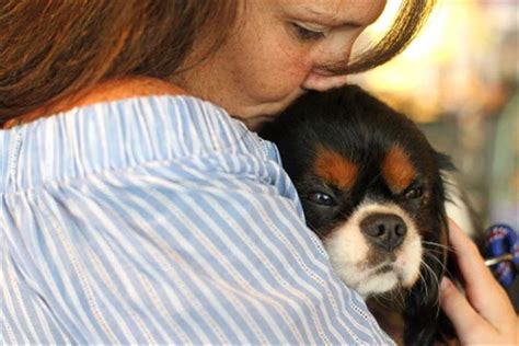 Science Confirms For Cavalier King Charles Spaniels Their Humans Are