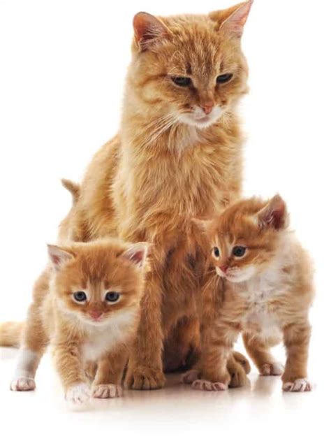 How Do Mom Cats Discipline Kittens Better With Cats