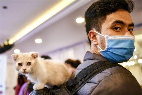 It is easily transmitted via the bodily fluids of infected cats. Coronavirus in Cats: Things You Need to Know | Pets Nurturing