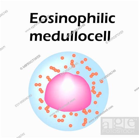 Eosinophil Structure Eosinophil Blood Cells White Blood Cells Stock