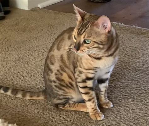 They love to play, are constantly moving around and love to be busy. Bengal Cats For Sale | Indianapolis, IN #315723 | Petzlover