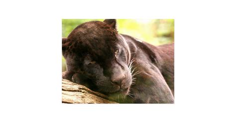 Black Panther Sleeping Postcard