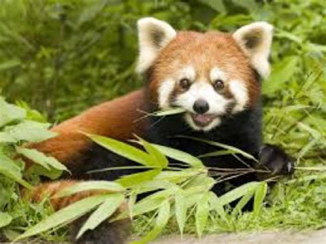 What Exactly Is A Red Panda?