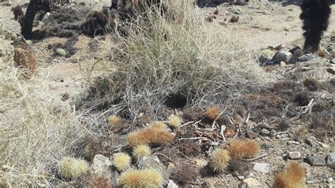 While poison is not a worry when dealing with cactus thorns, there are many good reasons. Cholla Cactus Garden