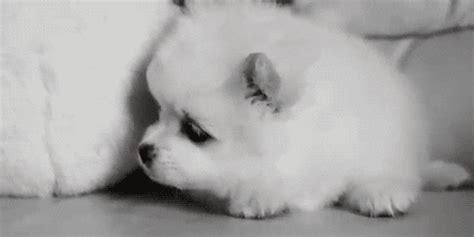 Dog Puppy Shake Cute Fluffy S Find And Share On Giphy