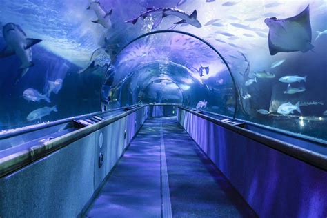 The 8 Best Aquariums In California To Visit Afar