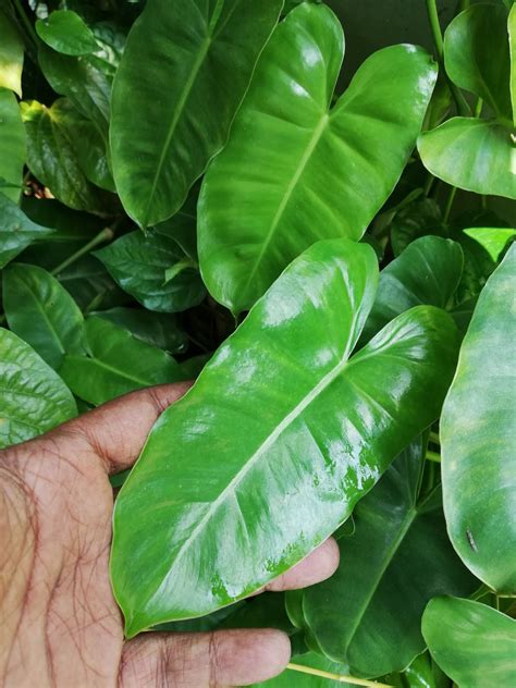 Philodendron Varieties List With Pictures And Names