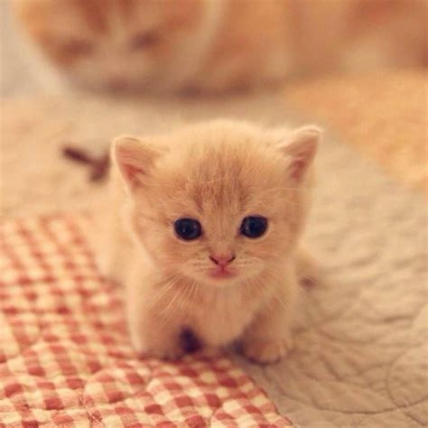 Cutekittensarefun So Smol Catsandkittens Cute Baby Cats Cute