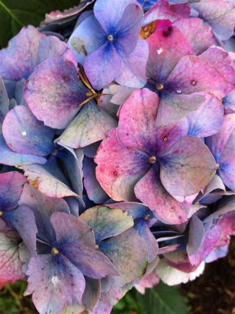 Hydrangeas Art Hydrangea Colors Hydrangea Flower Flower Art Painting