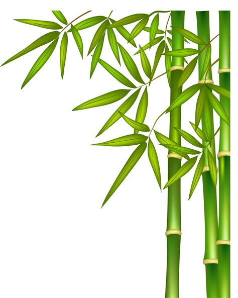 Bamboo Png Transparent Image Download Size 2053x2572px
