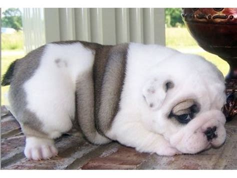 Click here to be notified when new english bulldog puppies are listed. Feeling defeated and ruining a relationship all in the ...