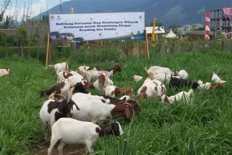 Sebelum itu, ia memberi tahu bahwa warung mbok sinem ini hanya boleh take away, namun ia dan kru mendapat izin untuk mereview di tempat. Kambing Boerka, Bibit Kambing Unggulan Tipe Pedaging | Republika Online
