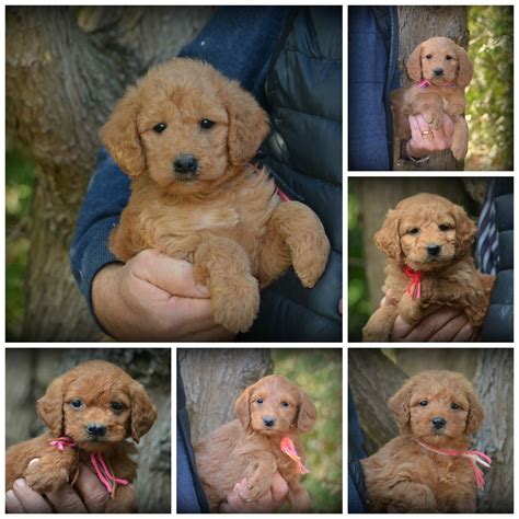Puppies, breeders and rescue pages. Cockapoo Puppies Virginia - Wayang Pets