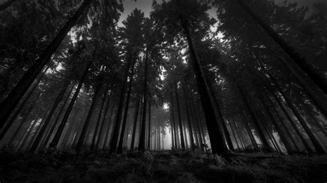 10 New Black And White Forest Wallpaper Full Hd 1920×1080 For Pc