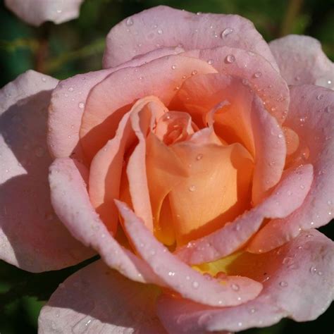 Scent Sation One Of The Most Fragrant Hybrid Tea Roses