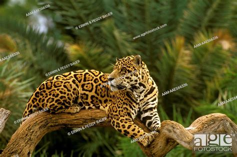 Jaguar On Tree Branch Panthera Onca Brazilian Rainforest Stock Photo