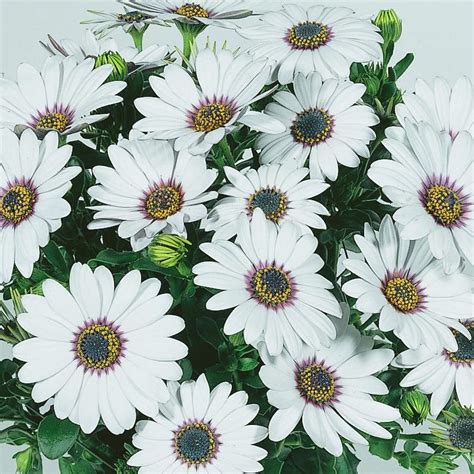 Maybe you would like to learn more about one of these? OSTEOSPERMUM Summertime Sweet White | South african ...