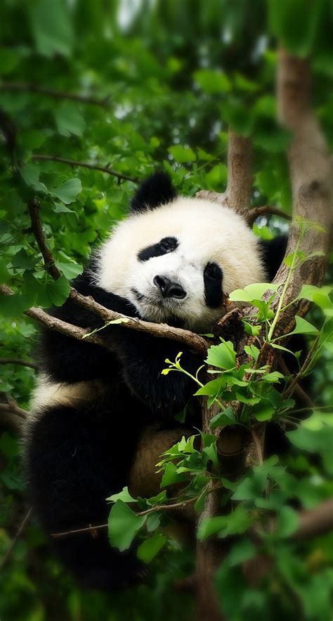 Unduh 88 Kumpulan Wallpaper Panda Aesthetic Hd Terbaru