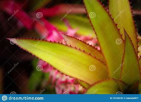 Ornamental Pink Pineapple Close Up South Florida Stock Image Image