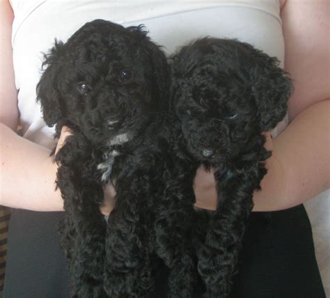 We love giving references so you can hear, first hand, happy owners brag about our poodles. BEAUTIFUL BLACK TOY POODLE PUPPIES | Torrington, Devon | Pets4Homes