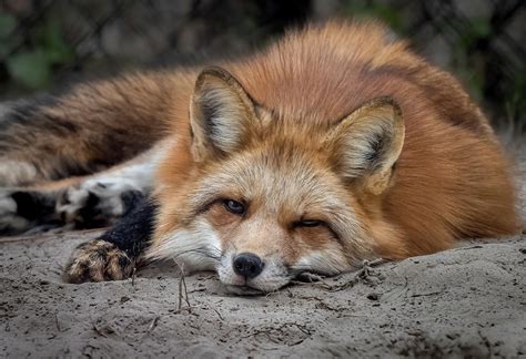 Sleepy Fox Photograph By Morey Gers Fine Art America