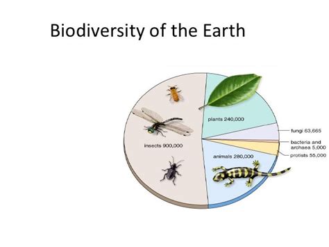 Biodiversity Chart