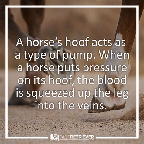 61 Interesting Facts About Horses Horse Facts