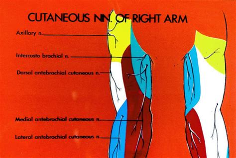 Right Arm Cutaneous Nerve Axillary Nerve Intercosto Open I