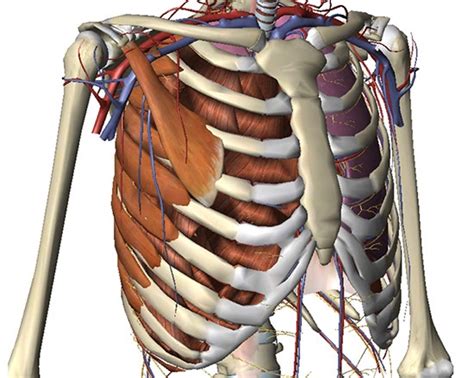 Rib Cage Muscles And Tendons Stock Illustration Of Posterior View Of