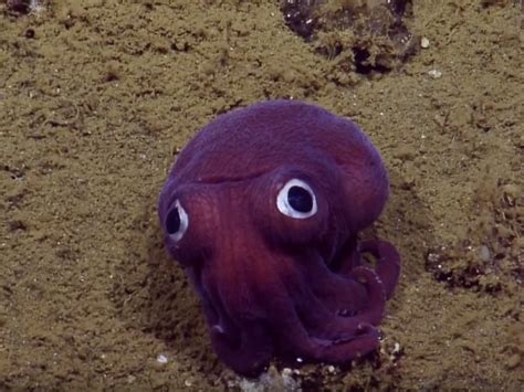 Googly Eyed Stubby Squid Captures Internets Attention The Two Way