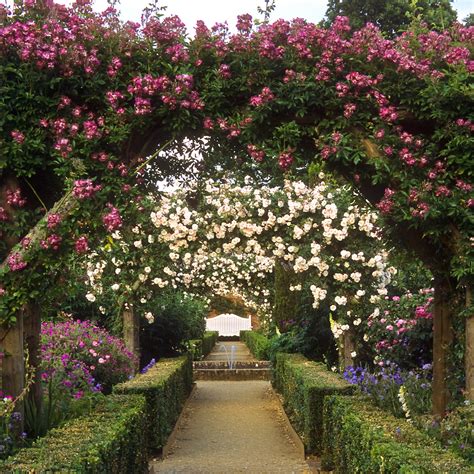 Mottisfont Abbey Rose Garden Hampshire Uk An Outstanding National