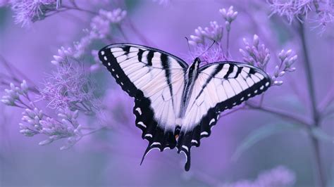 White Black Butterly In Light Purple Background 4k Hd Butterfly