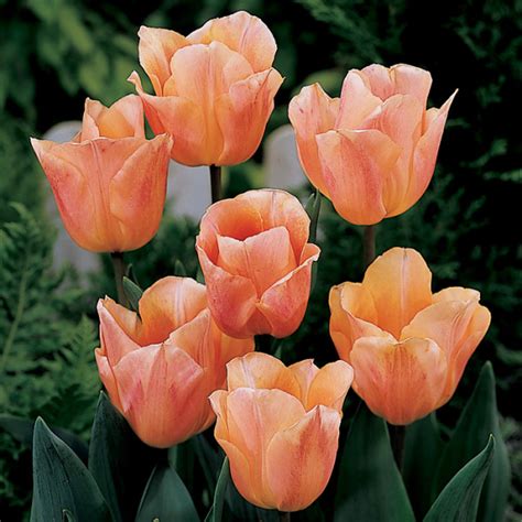 Apricot Beauty Single Early Tulip Fragrant Tulips Mcclure And Zimmerman