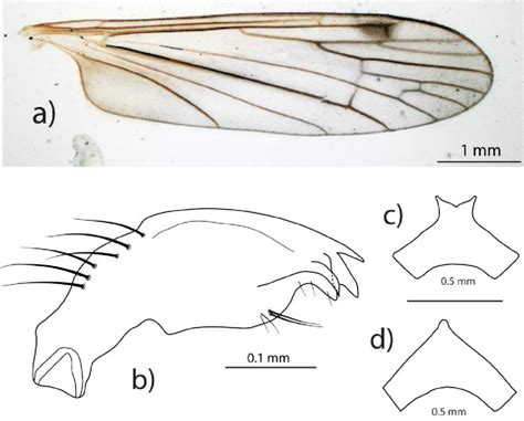 Aphrophila Carbonaria Alexander A Wing B Gonostylus C Male