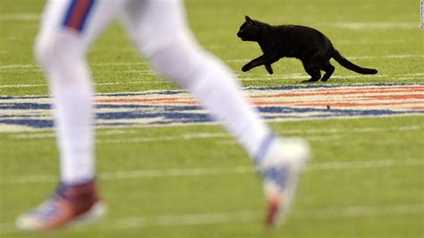 A Black Cat Halted The Cowboys Giants Nfl Game With A Thrillingly Furry